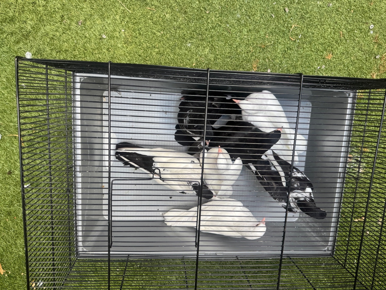 Pigeons
