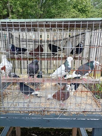 Roller Pigeons 16 yearlings 