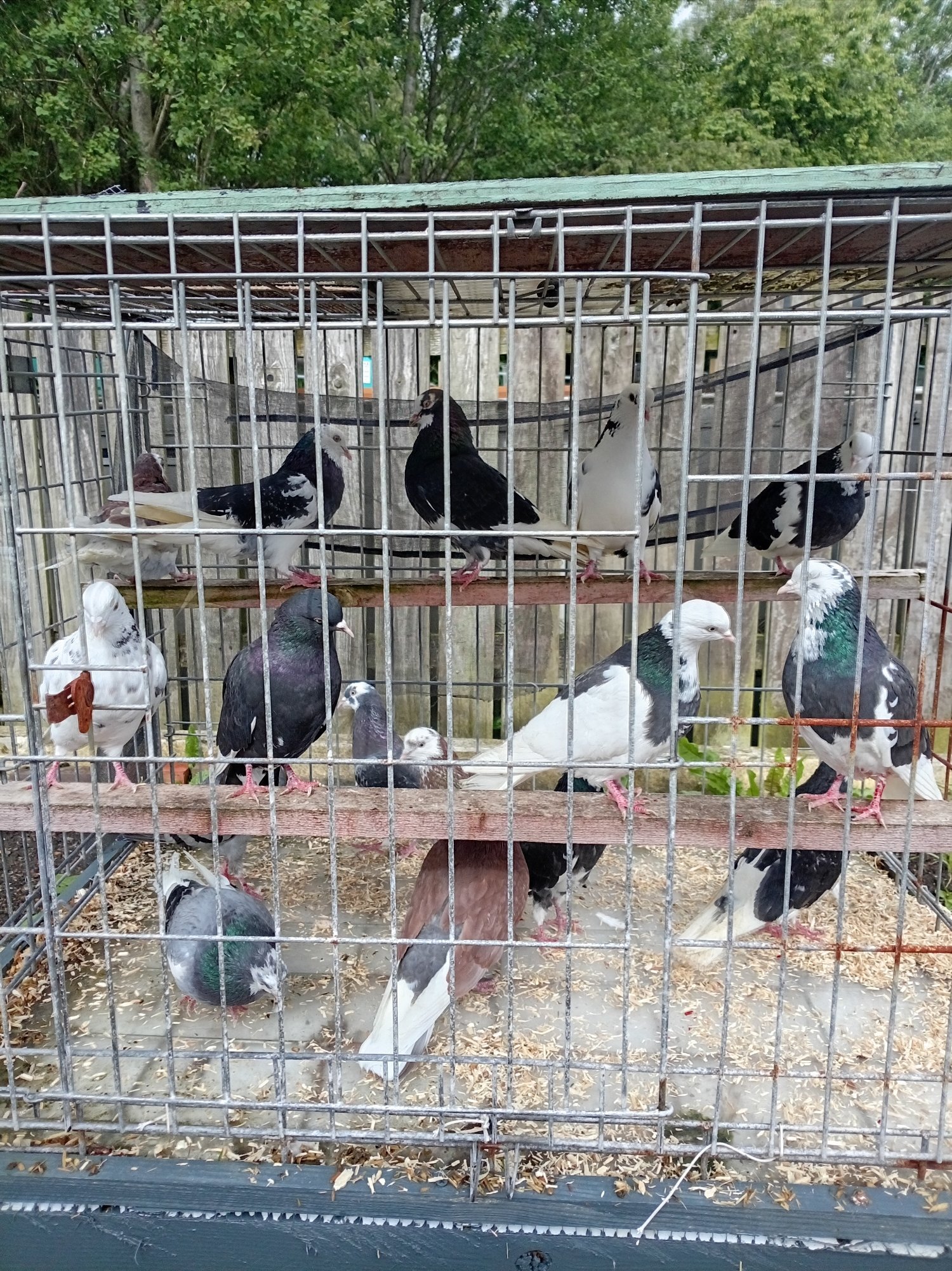 Pigeons