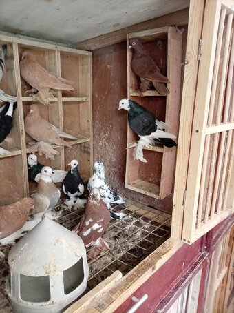 Tumbler Pigeons feathery foot 
