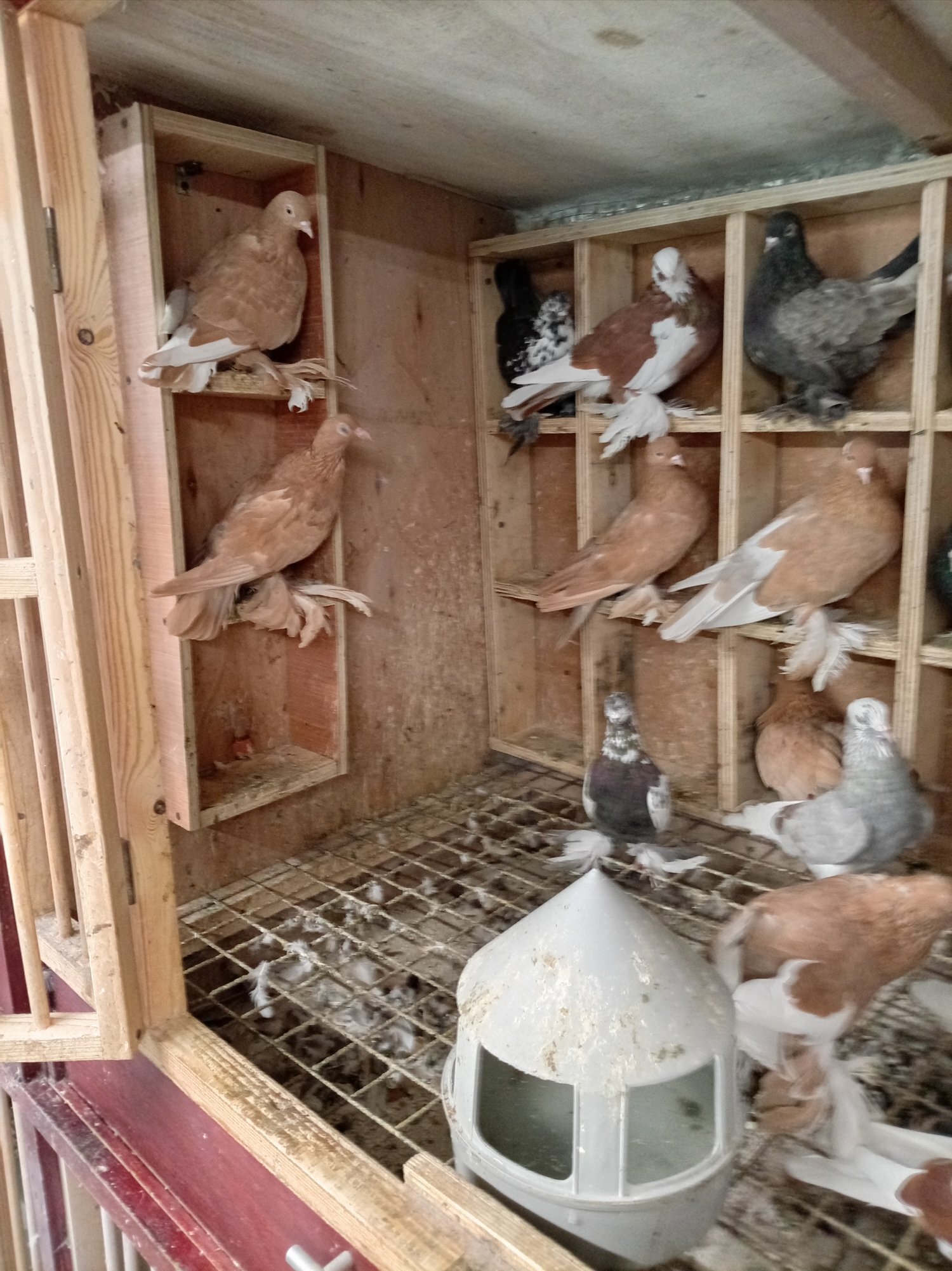 Pigeons