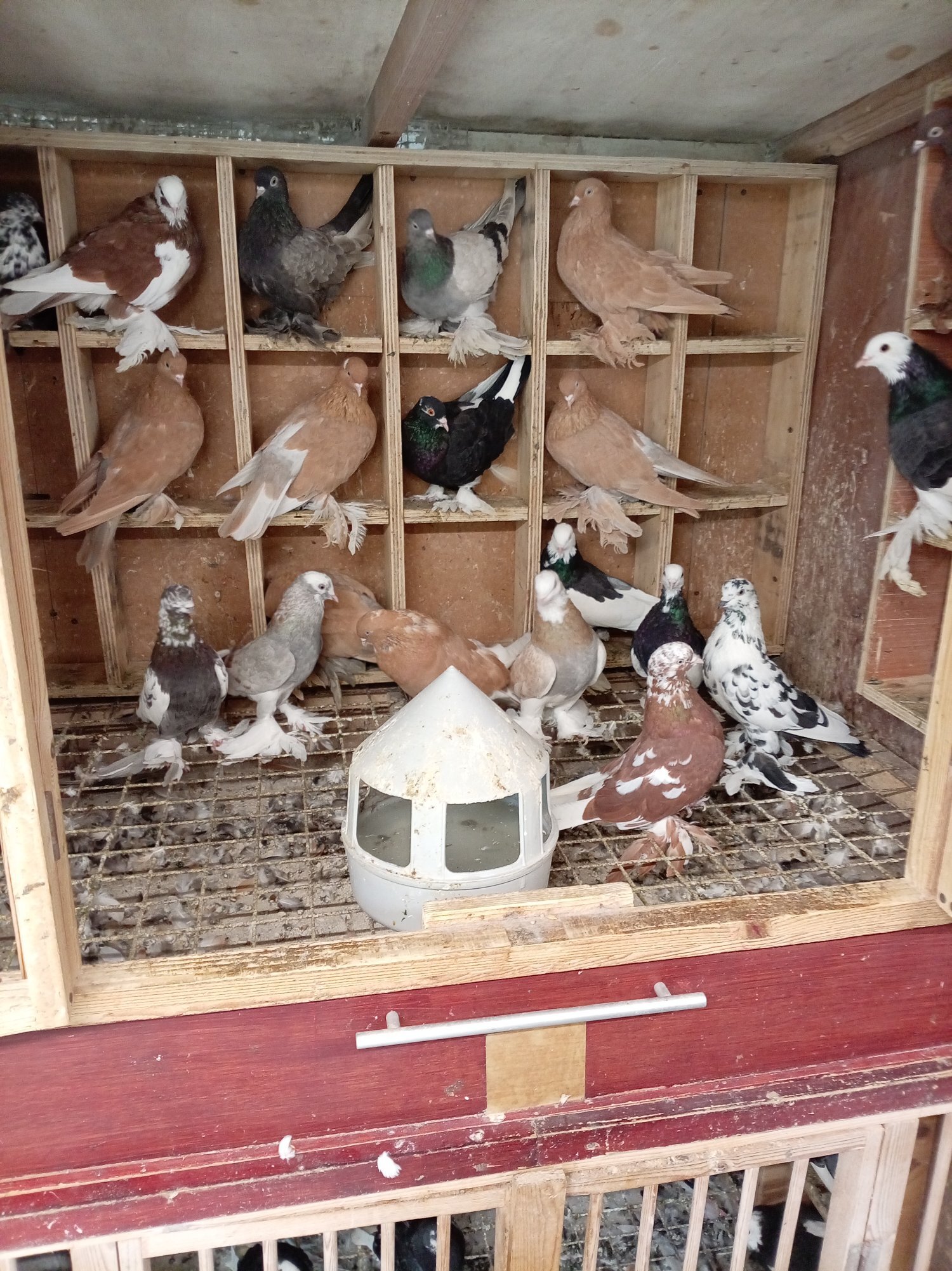 Pigeons - {TYPE}