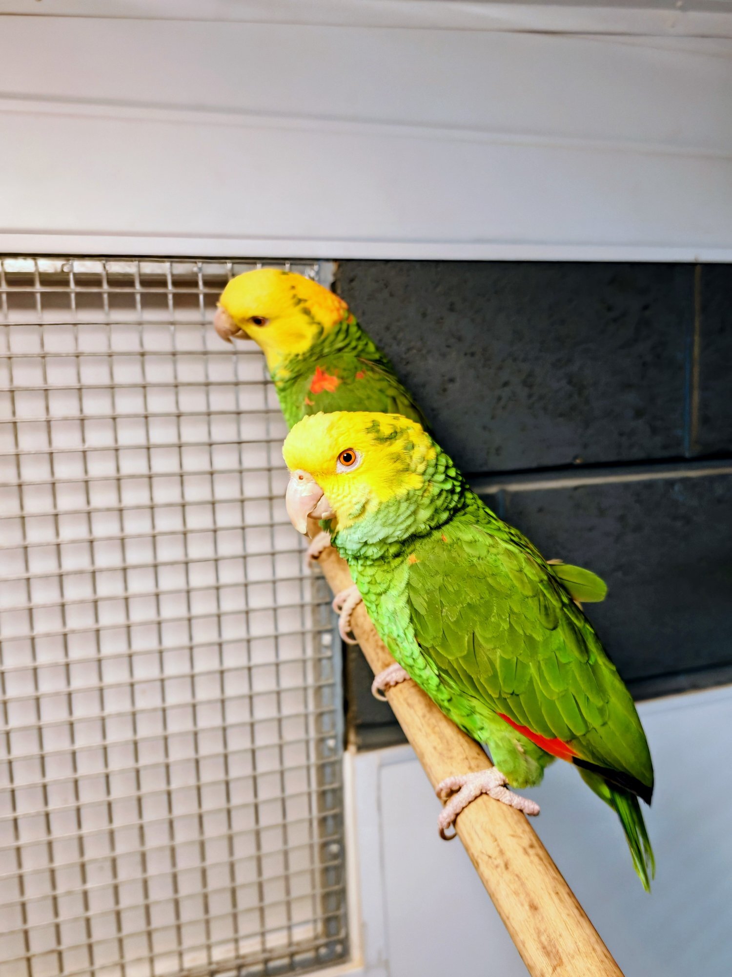 Double Yellow-Headed Amazon​ proven pair  in {LOCATION}