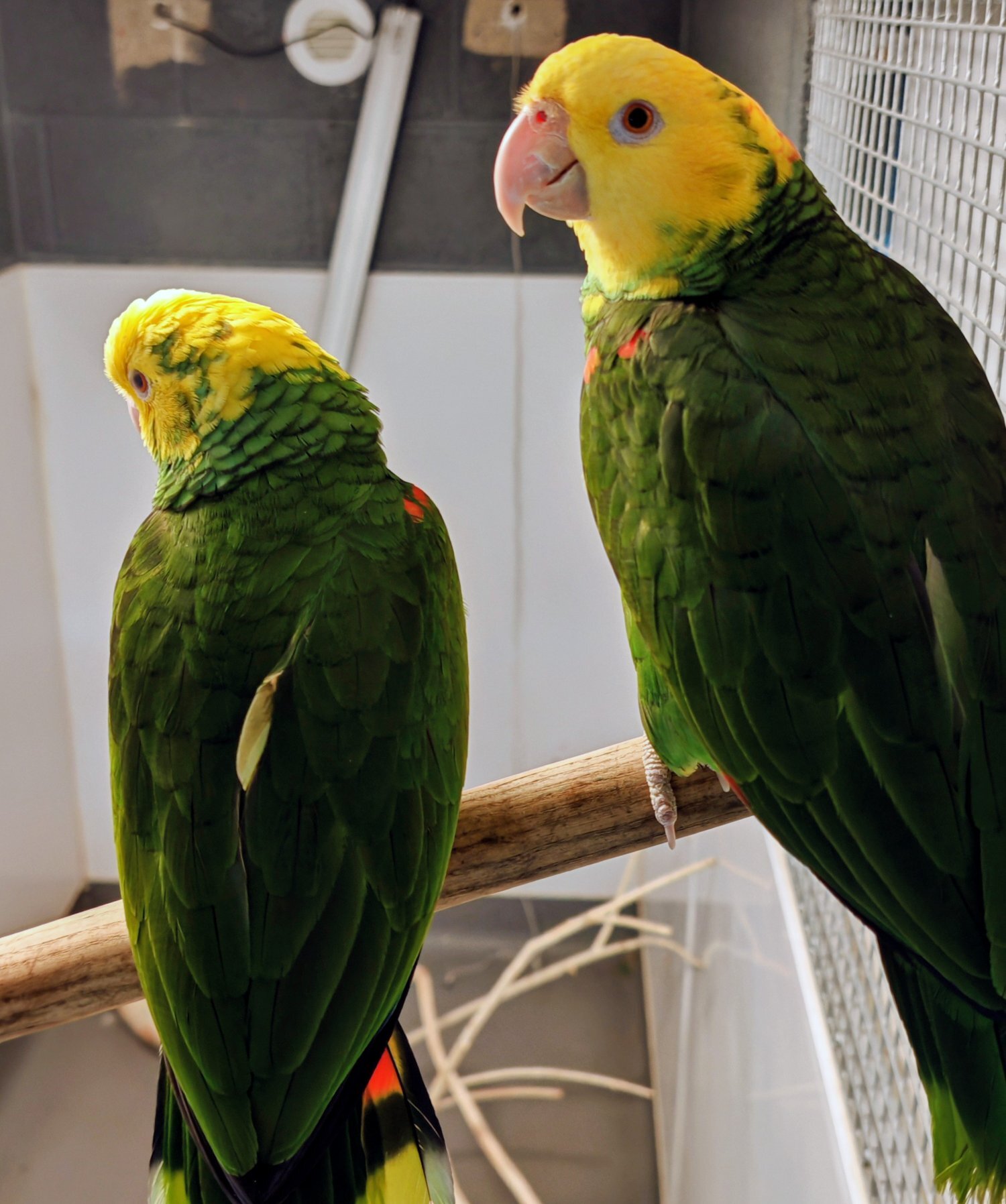 Amazons - Double Yellow-Headed Amazon​ proven pair 