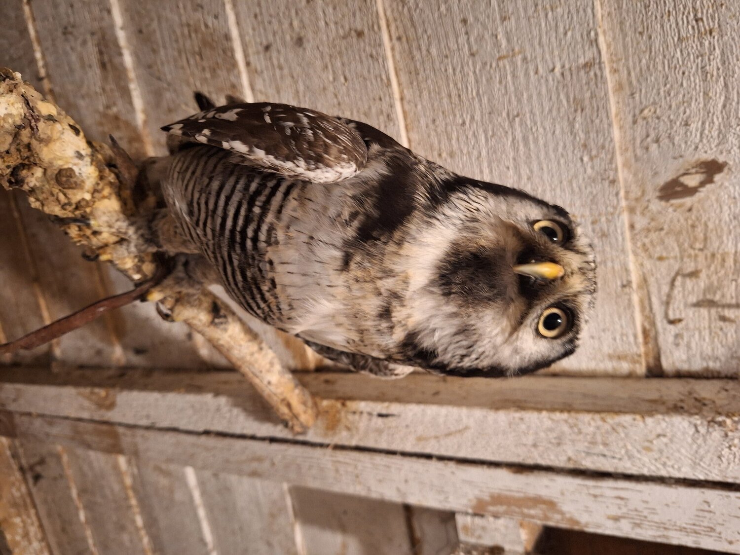 Owls