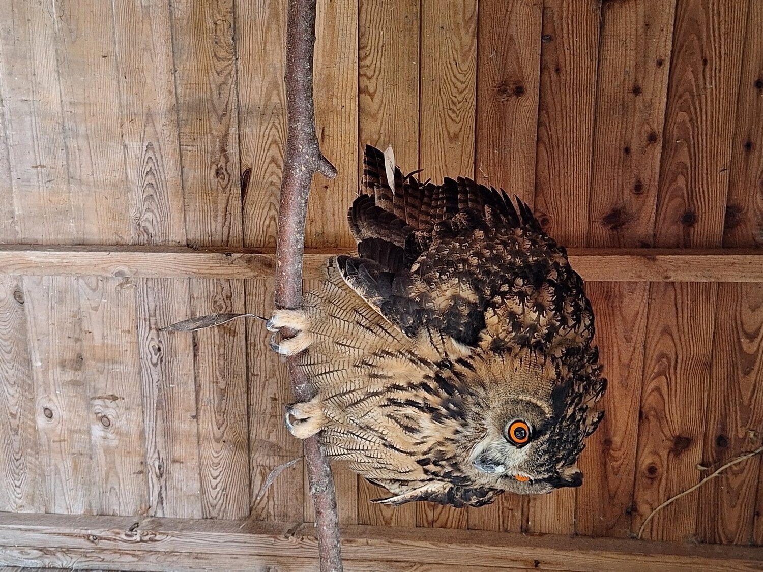 Selling up all birds - Owls