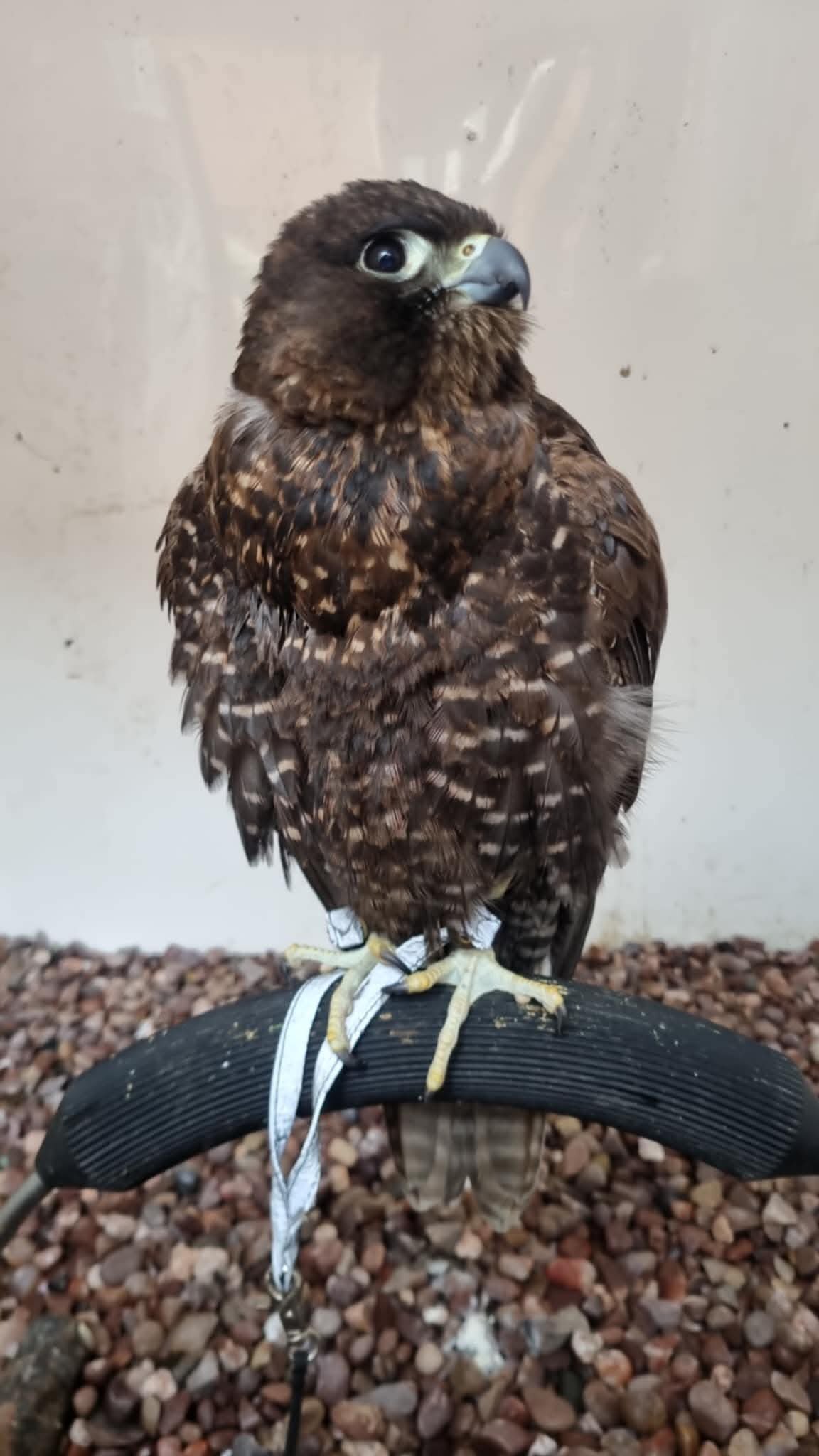 Falcons