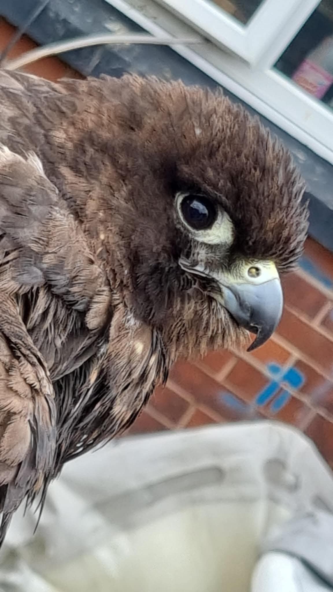 Falcons - {TYPE}