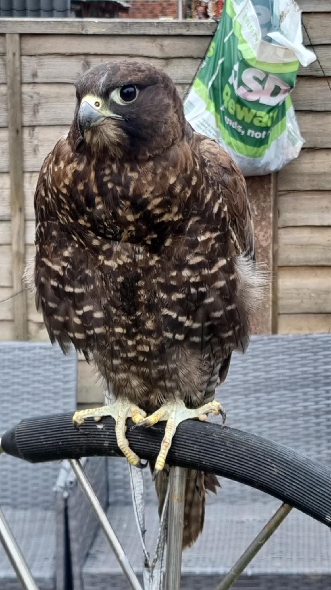 Falcons - Female 50% gyrsaker 50% perigrine