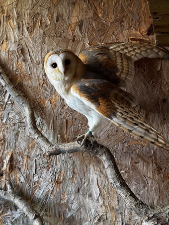 Barn owl parent reared
