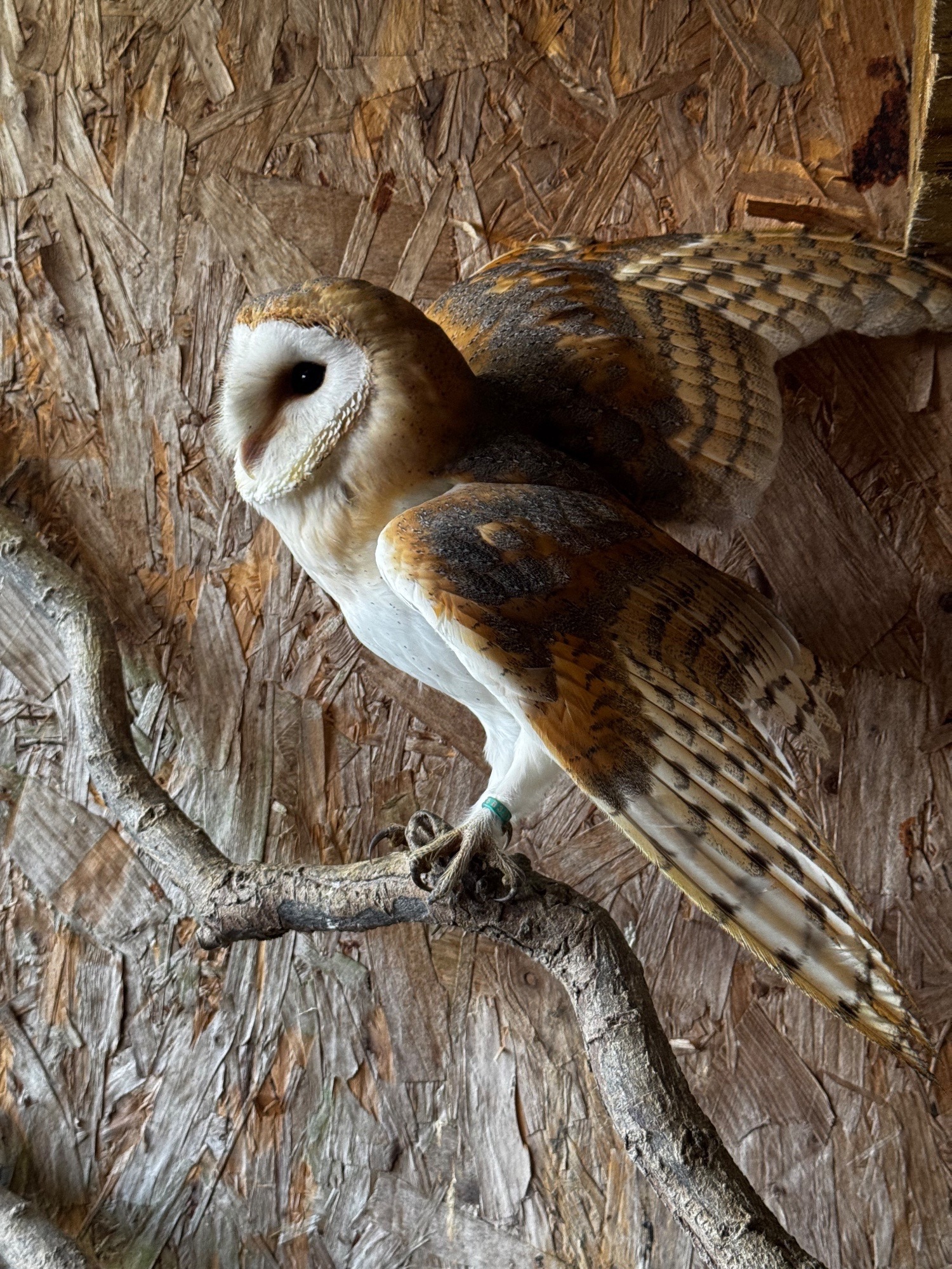 Owls