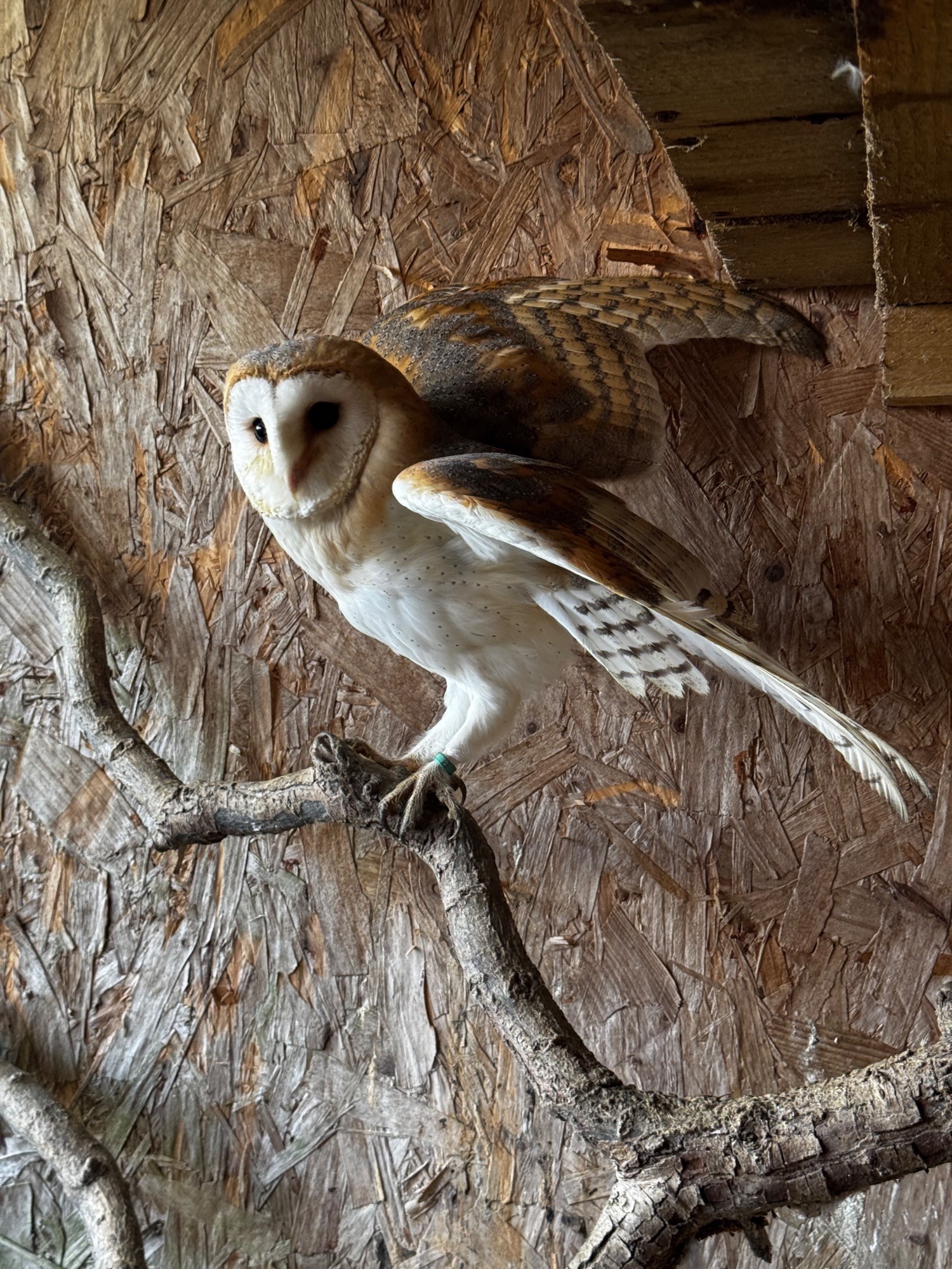 Owls - {TYPE}