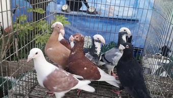 Many pigeons for sale