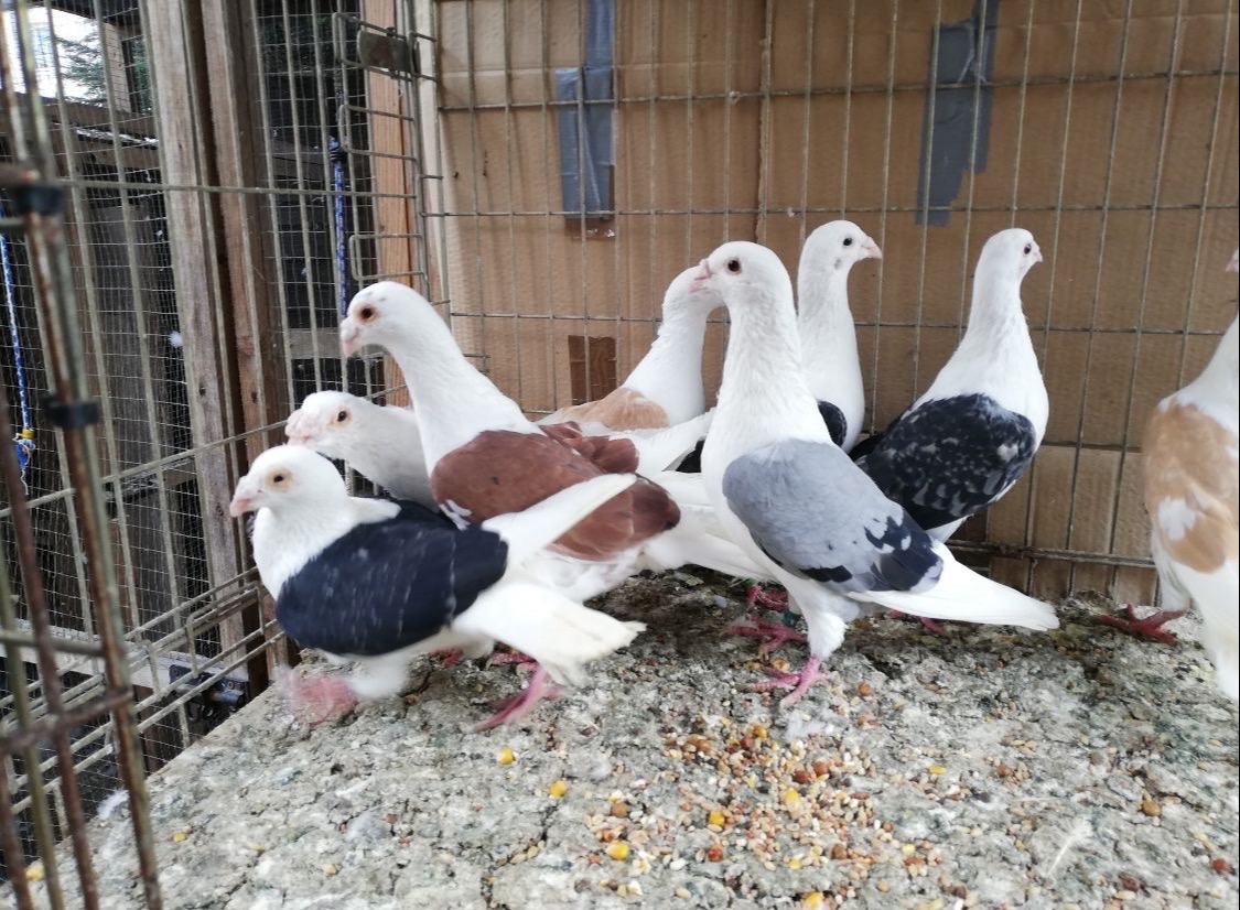 Pigeons