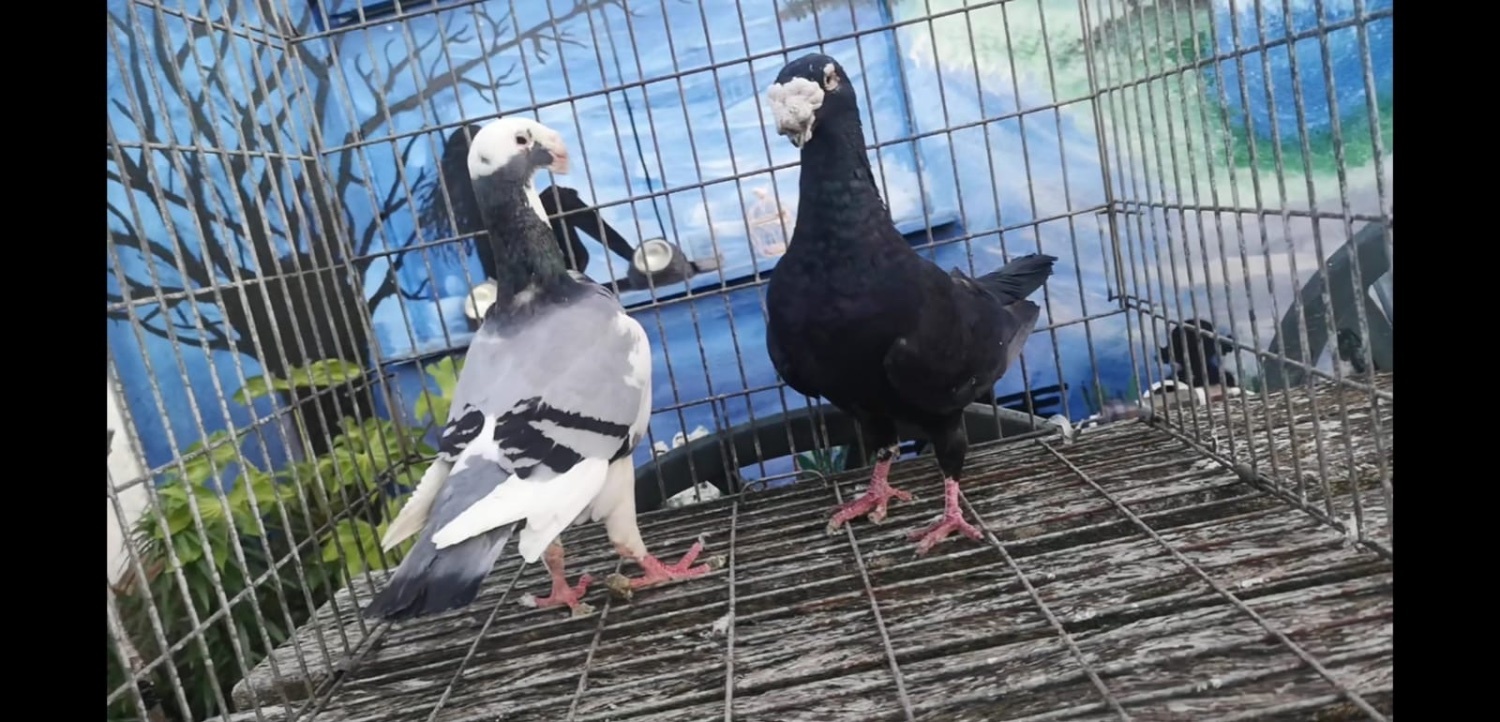 Pigeons - {TYPE}