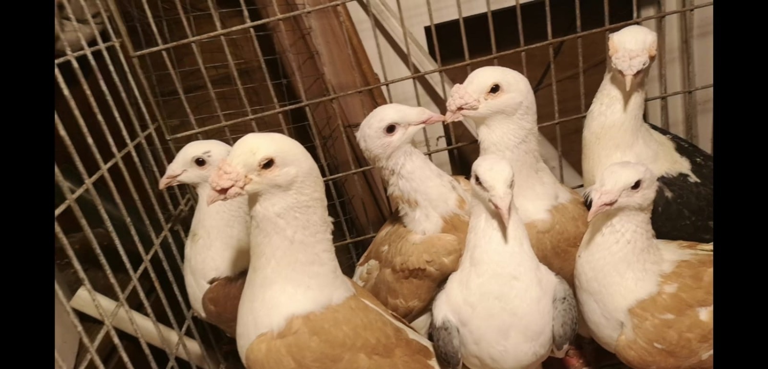 Many pigeons for sale - Pigeons