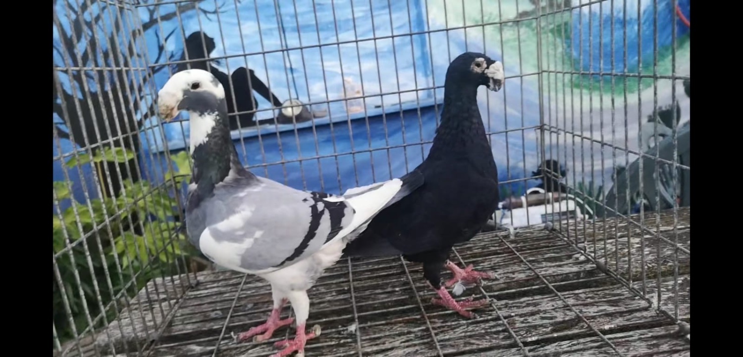 Pigeons - Many pigeons for sale