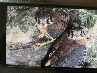 American Kestrels ( 2026 )