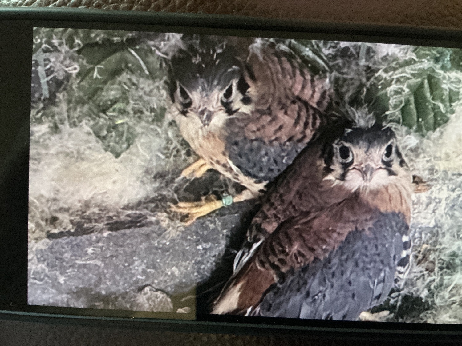 American Kestrels ( 2026 ) in {LOCATION}