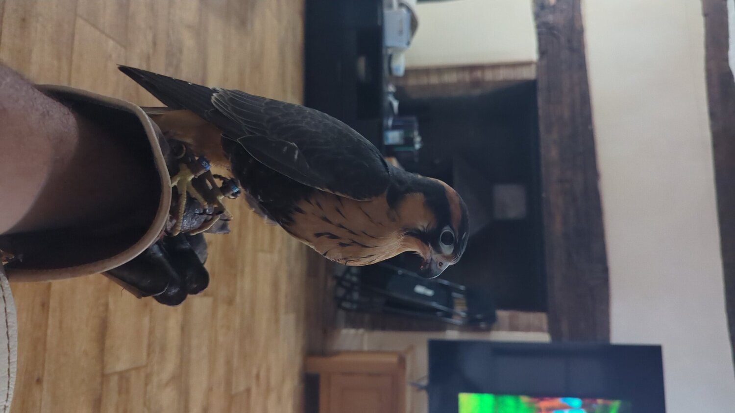 Falcons