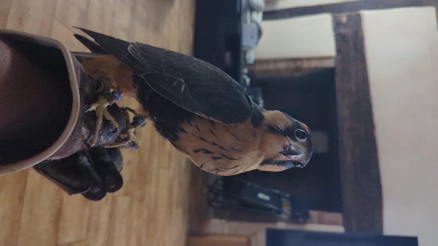 Falcons - {TYPE}