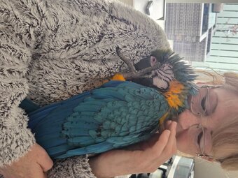 11 month old hand reared blue and gold macaw