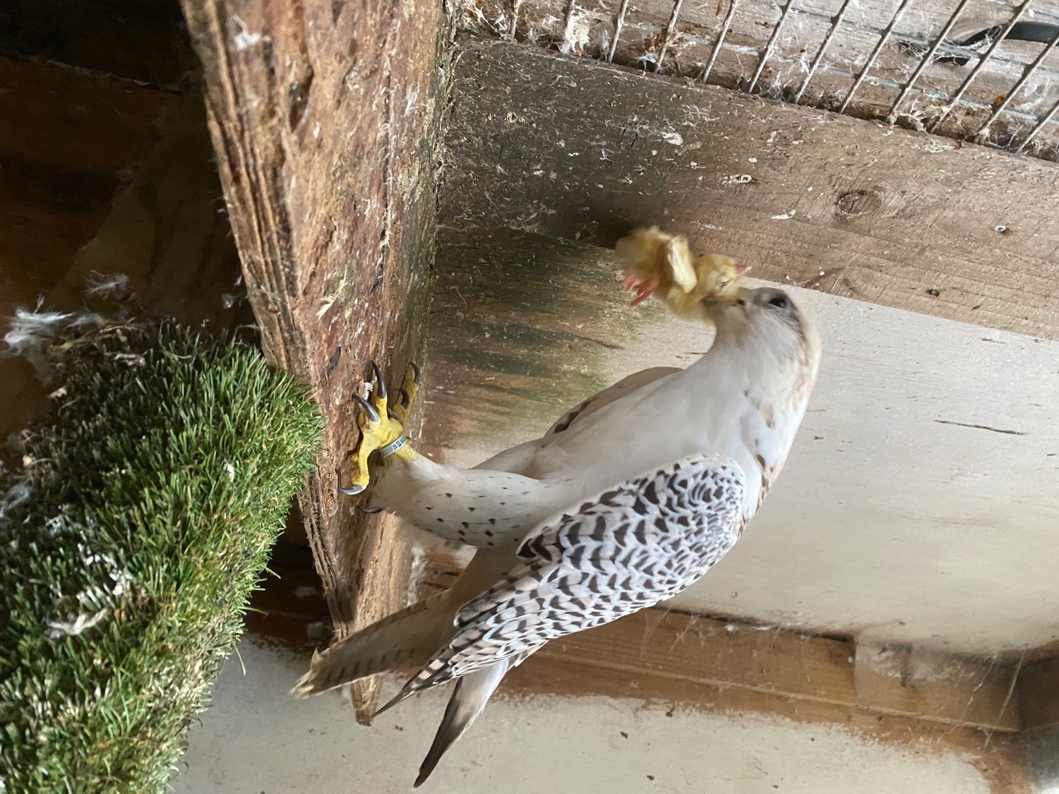 Gyr/saker 7/8th seman Doner  in {LOCATION}