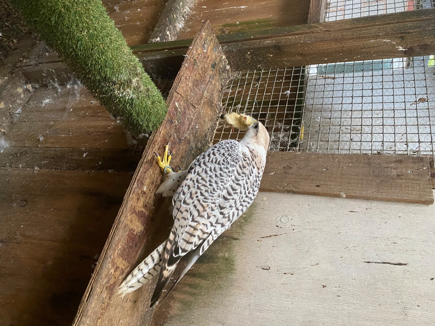 Falcons