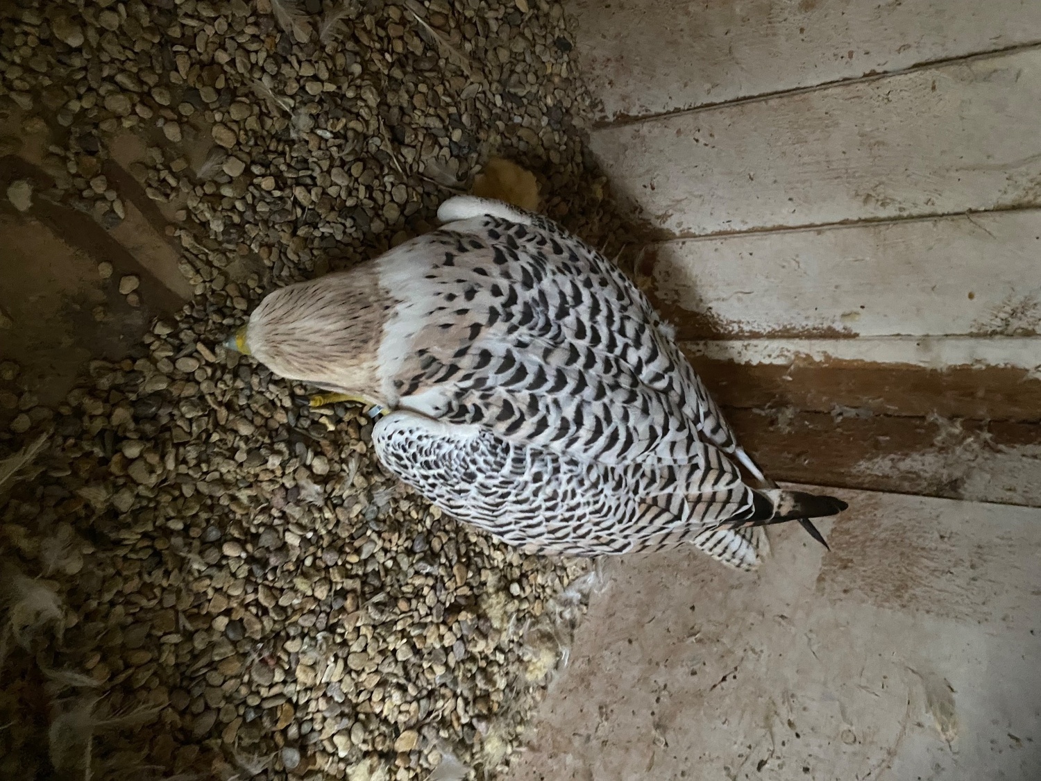 Falcons - {TYPE}
