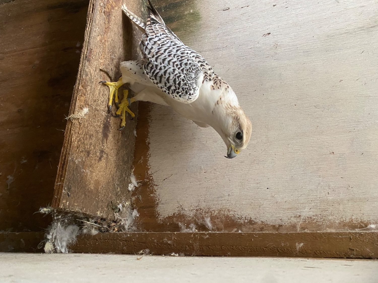 Falcons - Gyr/saker 7/8th seman Doner 