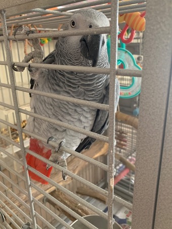 Female gray and cage 