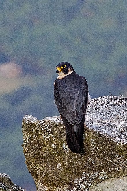 Falcons - {TYPE}