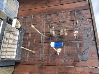 Nice pair zebra finches in large cage Sunderland 