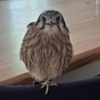 2026 female American Kestrel