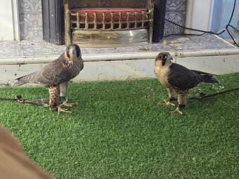 TIERCEL PEREGRIN FALCON