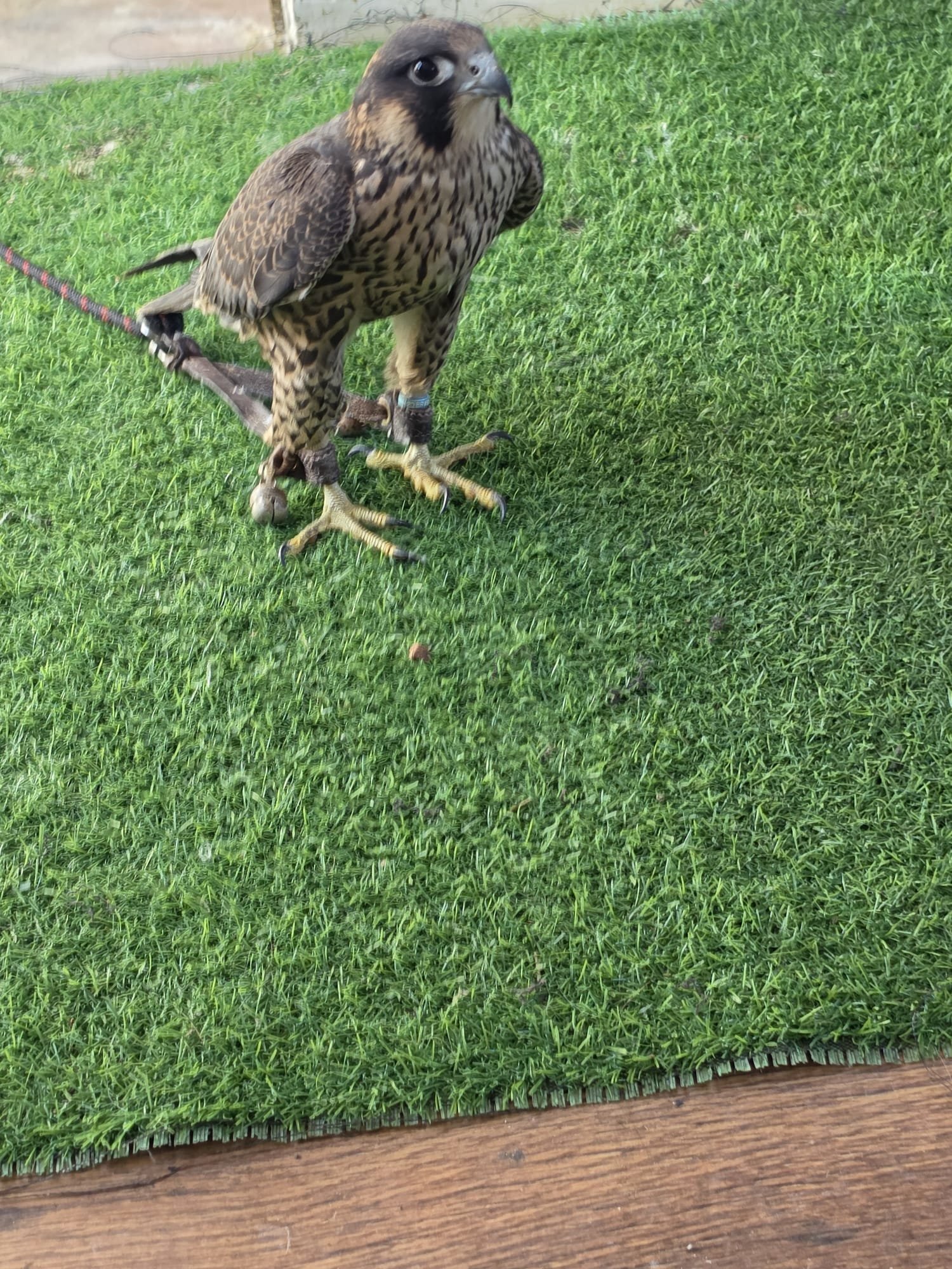 Falcons