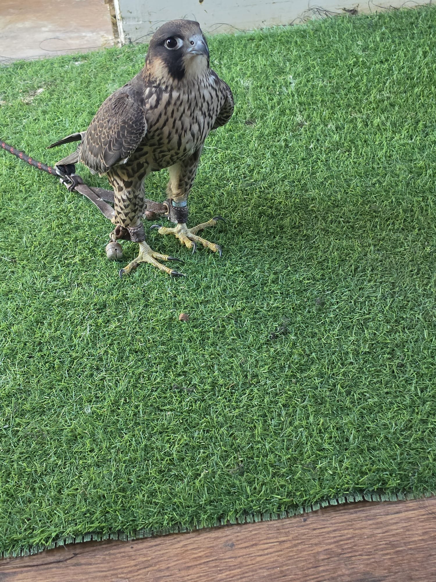 Falcons - {TYPE}