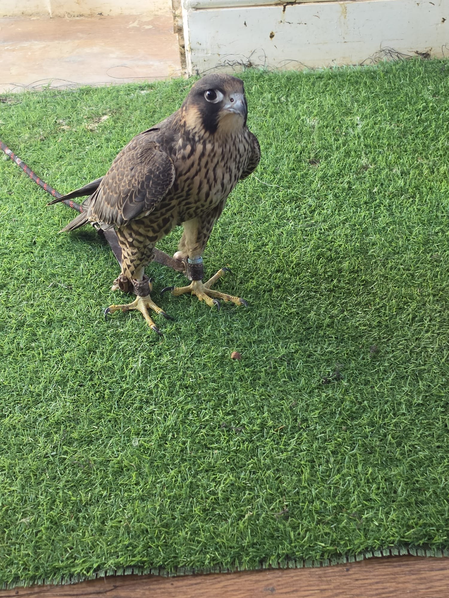 Falcons - TIERCEL PEREGRIN FALCON