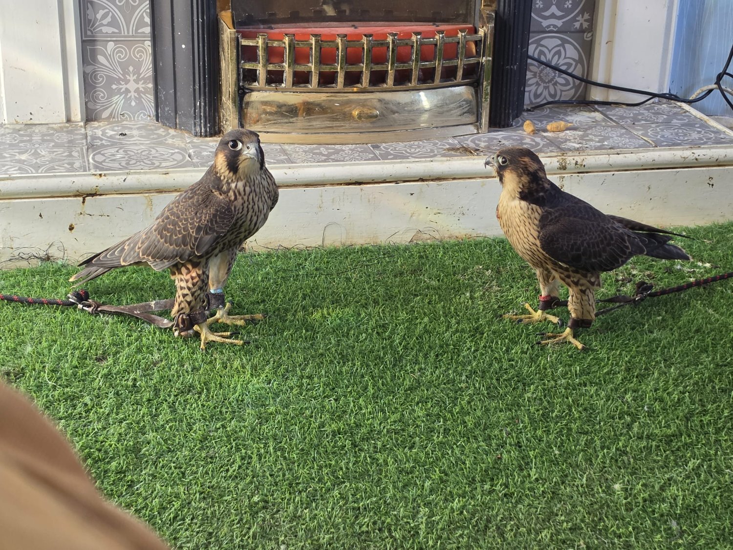 TIERCEL PEREGRIN FALCON - Falcons