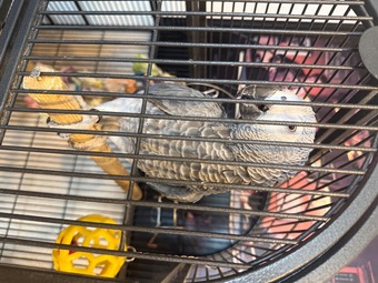 13 months old un  sexed African grey,   talking , beautiful bird