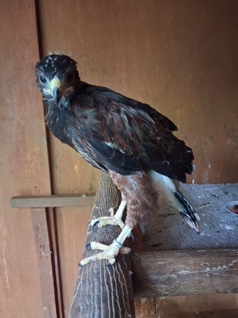2026 male Harris Hawk