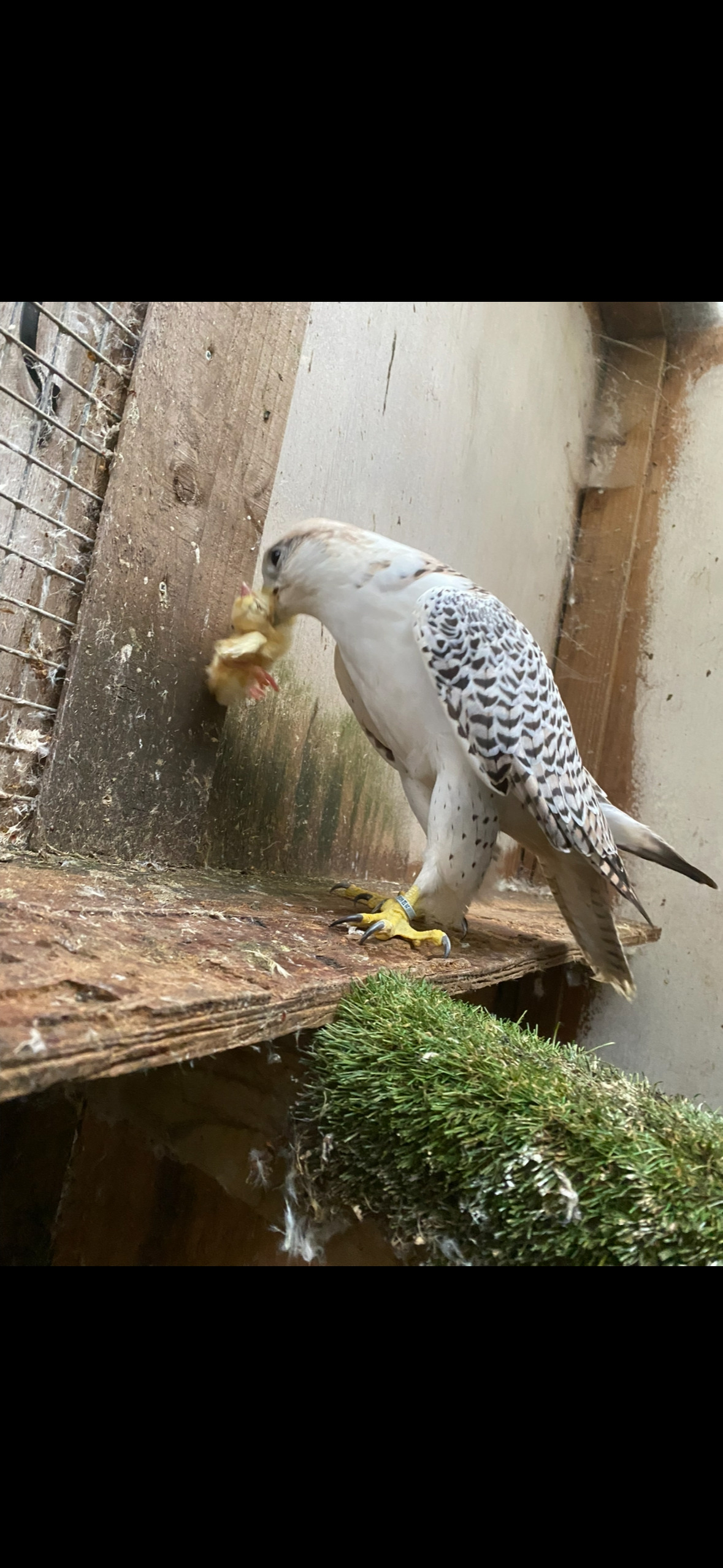 7/8 male gyr/saker 2020 in {LOCATION}