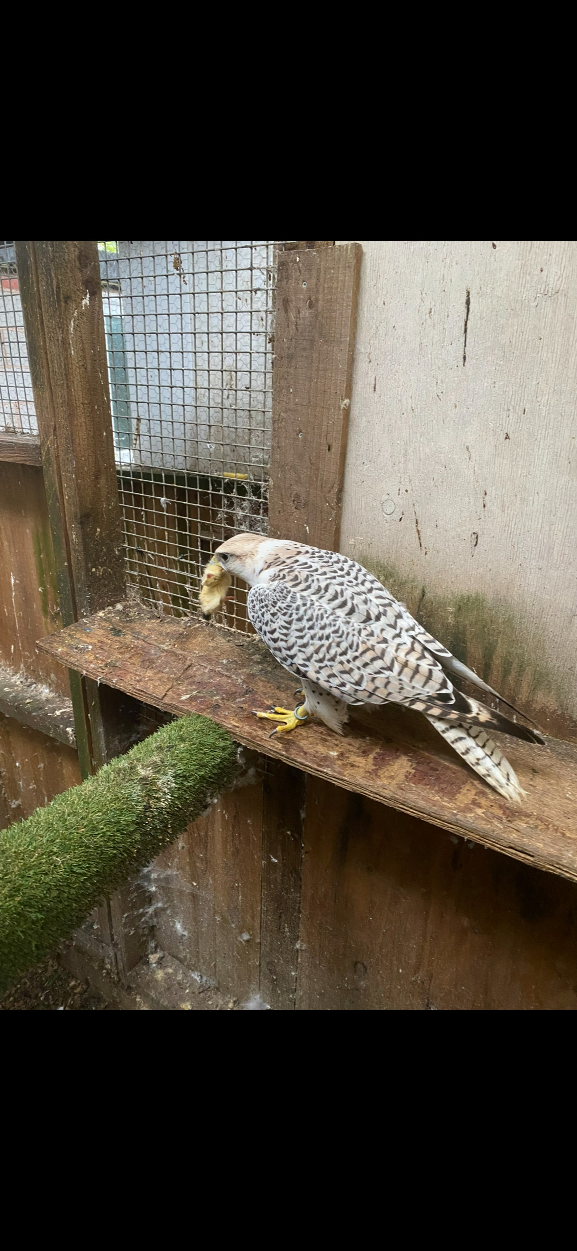 Falcons