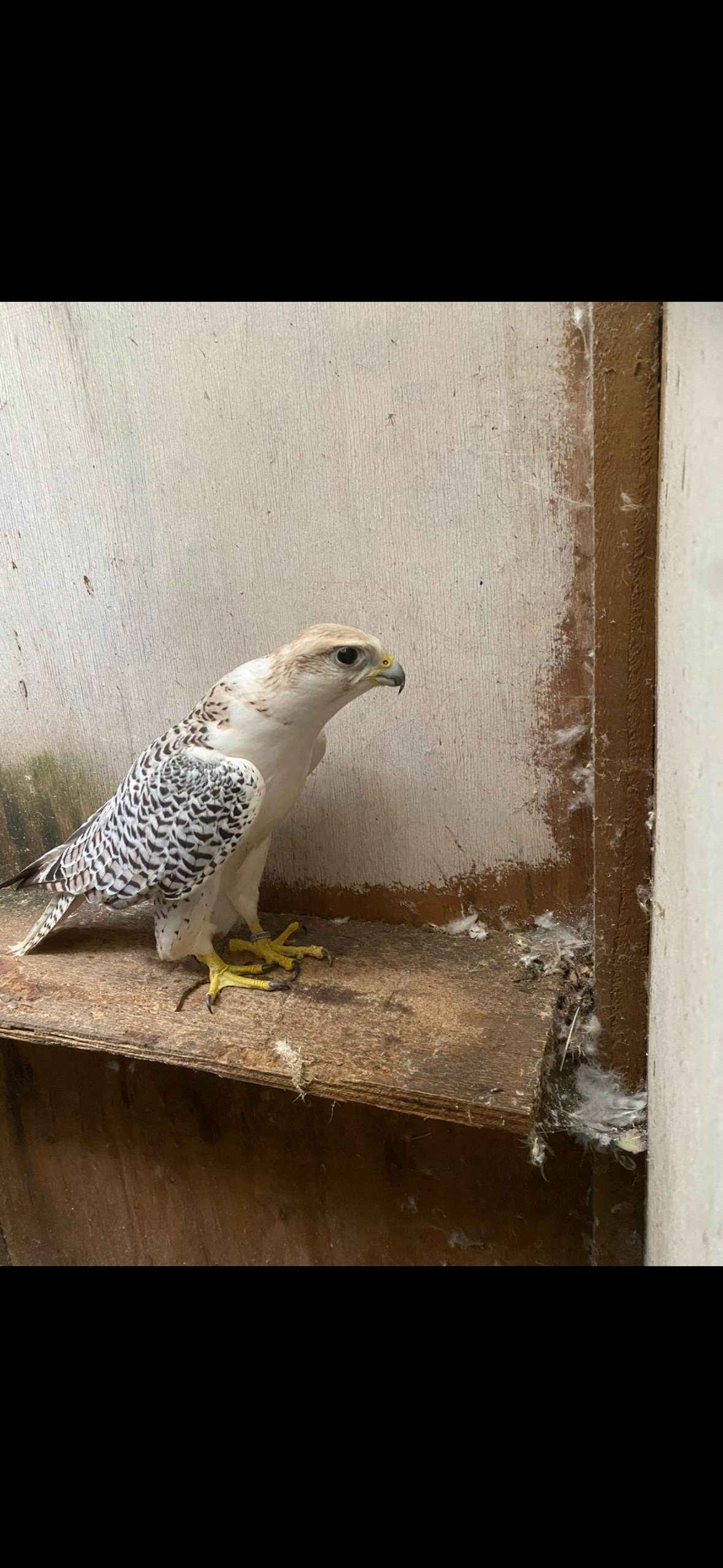 Falcons - {TYPE}
