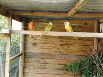 6 week old Pineapple conures 
