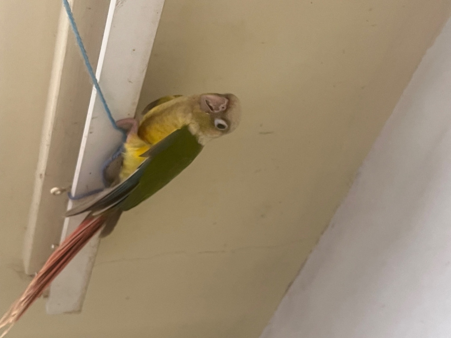 Conures