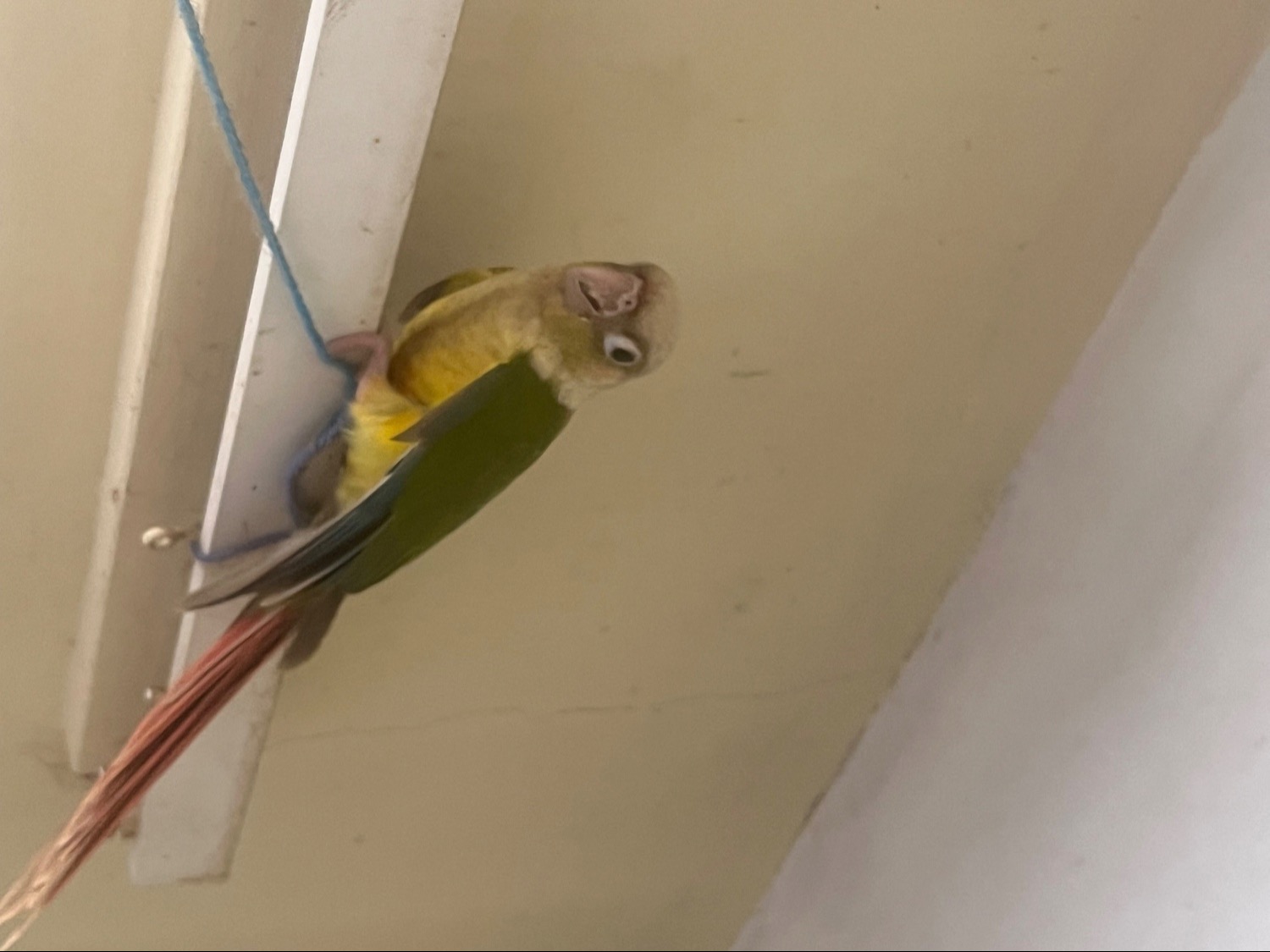 Conures