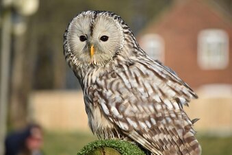 URAL OWL FOR SALE