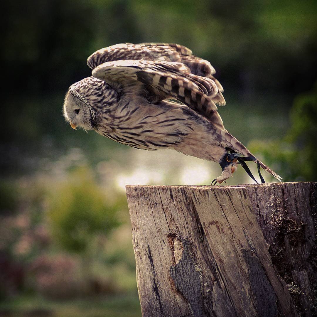 Owls