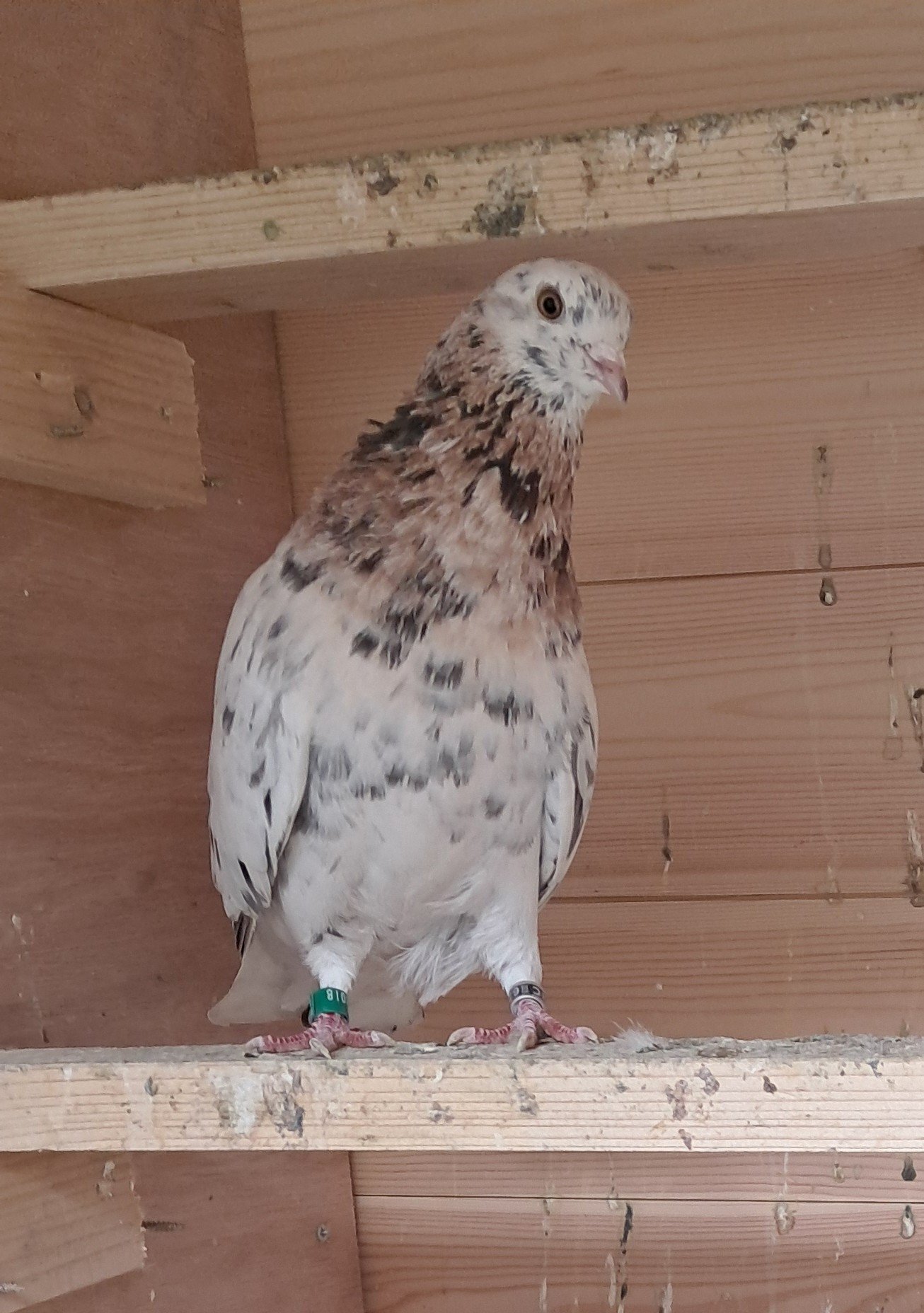 Few rollers available 3 yearling males and 4 youngsters Sunderland  in {LOCATION}